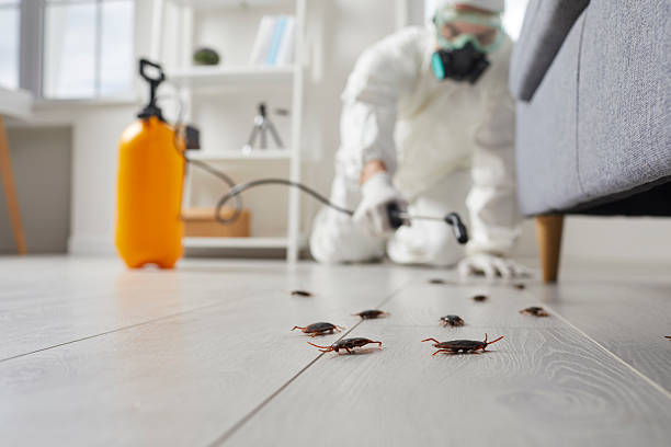 Commercial Rodent Management in Banner Hill